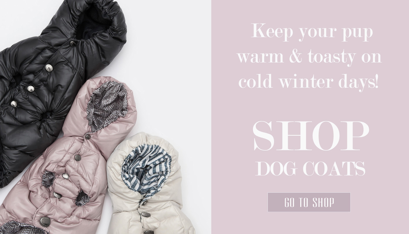 Toy Teacup Puppies For Sale TeaCups, Puppies and Boutique