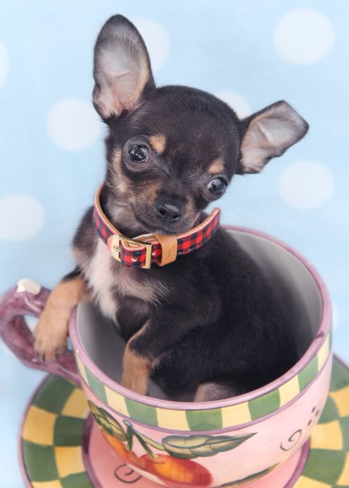 Teacup Chihuahuas and Chihuahua Puppies For Sale by TeaCups, Puppies & Boutique Teacups