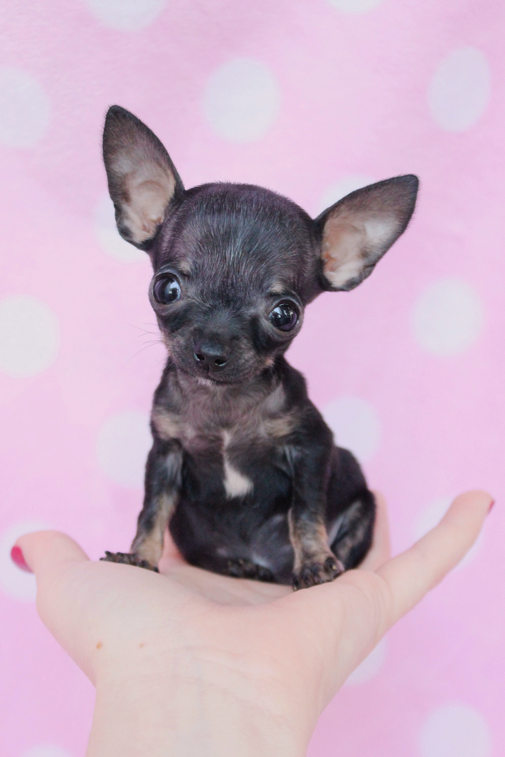 Tiny Teacup Chihuahua Puppies For Sale in South Florida | Teacups, Puppies & Boutique