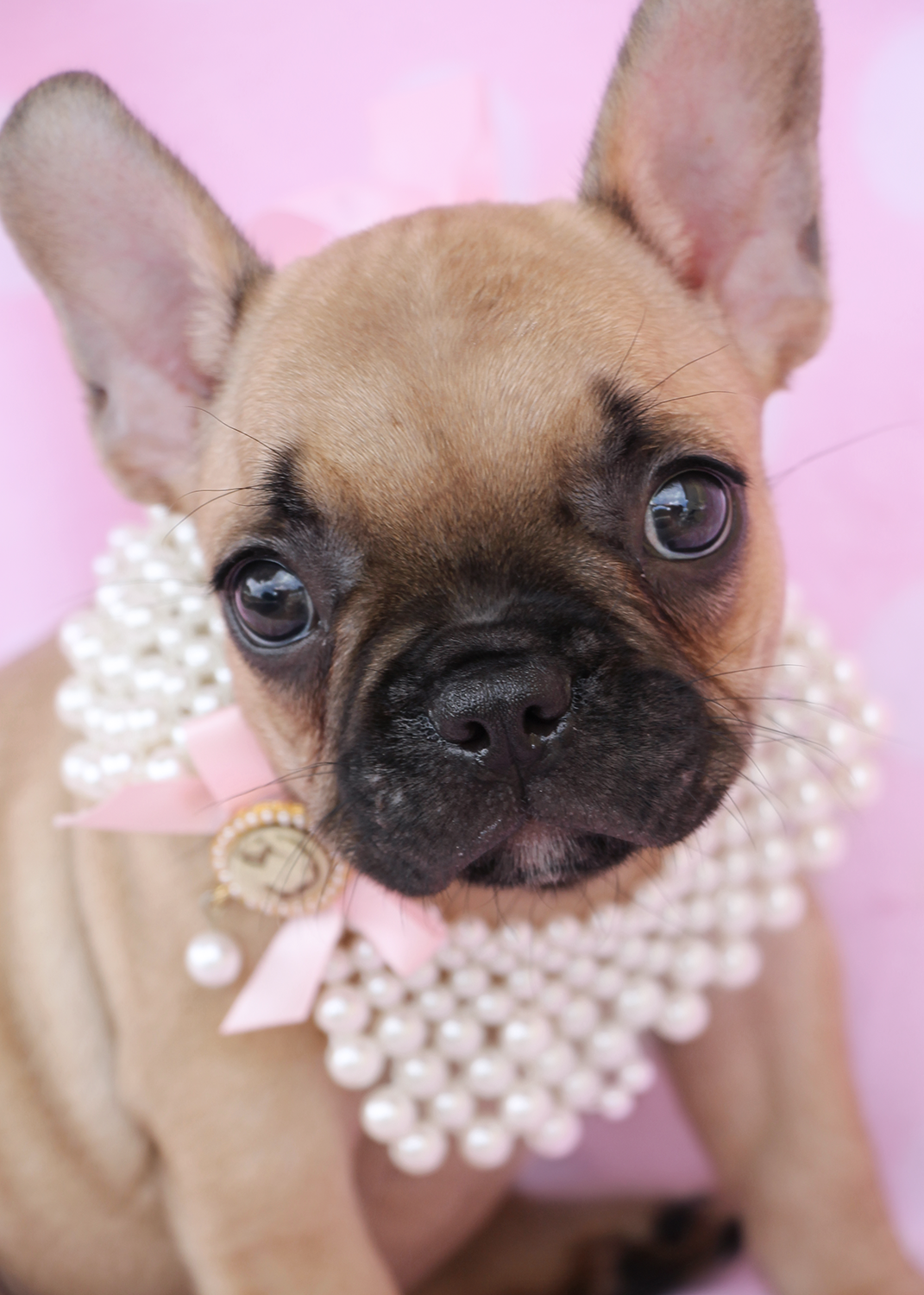 teacup-french-bulldogs-for-sale-french-bulldog-puppies-baby-french