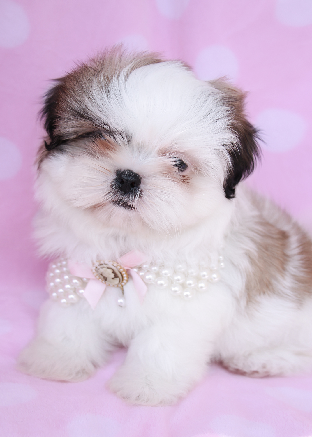 Shih Tzu Puppy For Sale At TeaCups Puppies South Florida Teacups Shih Tzu Puppy For Sale At TeaCups Puppies South Florida Teacups