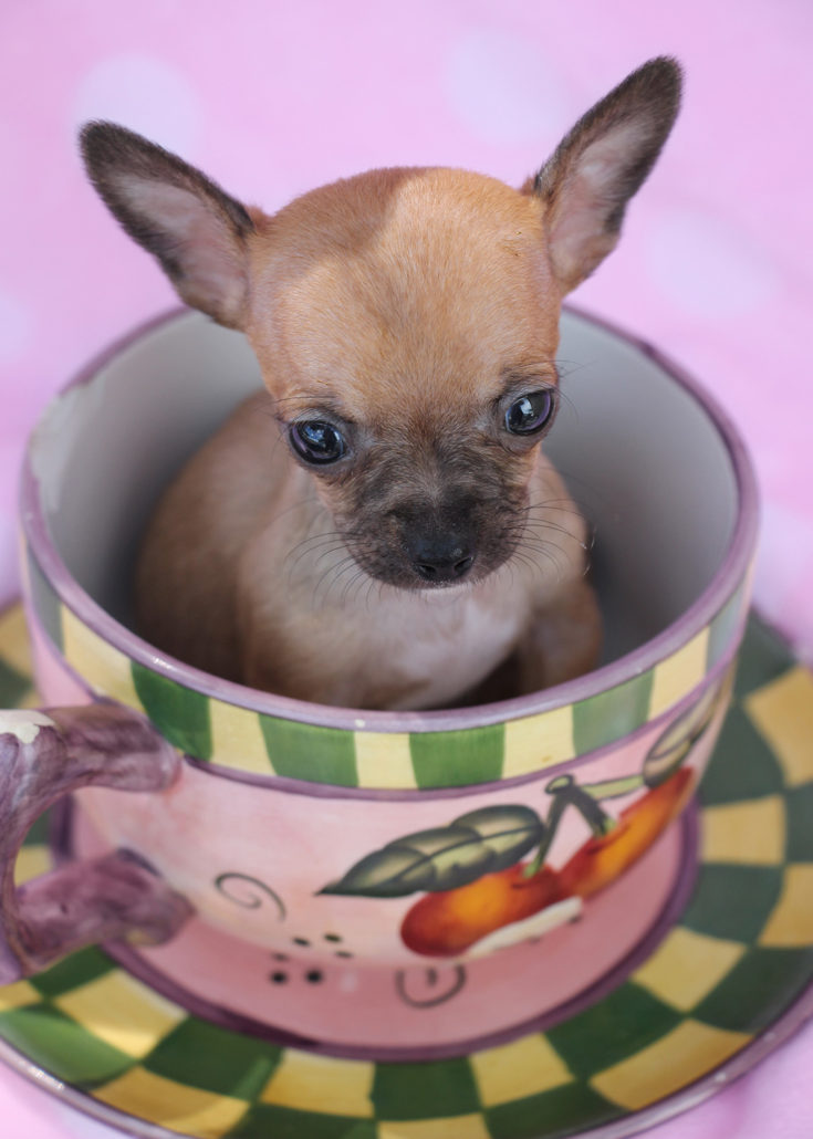 Teacup Chihuahua ID #222 Teacup Chihuahua ID #222