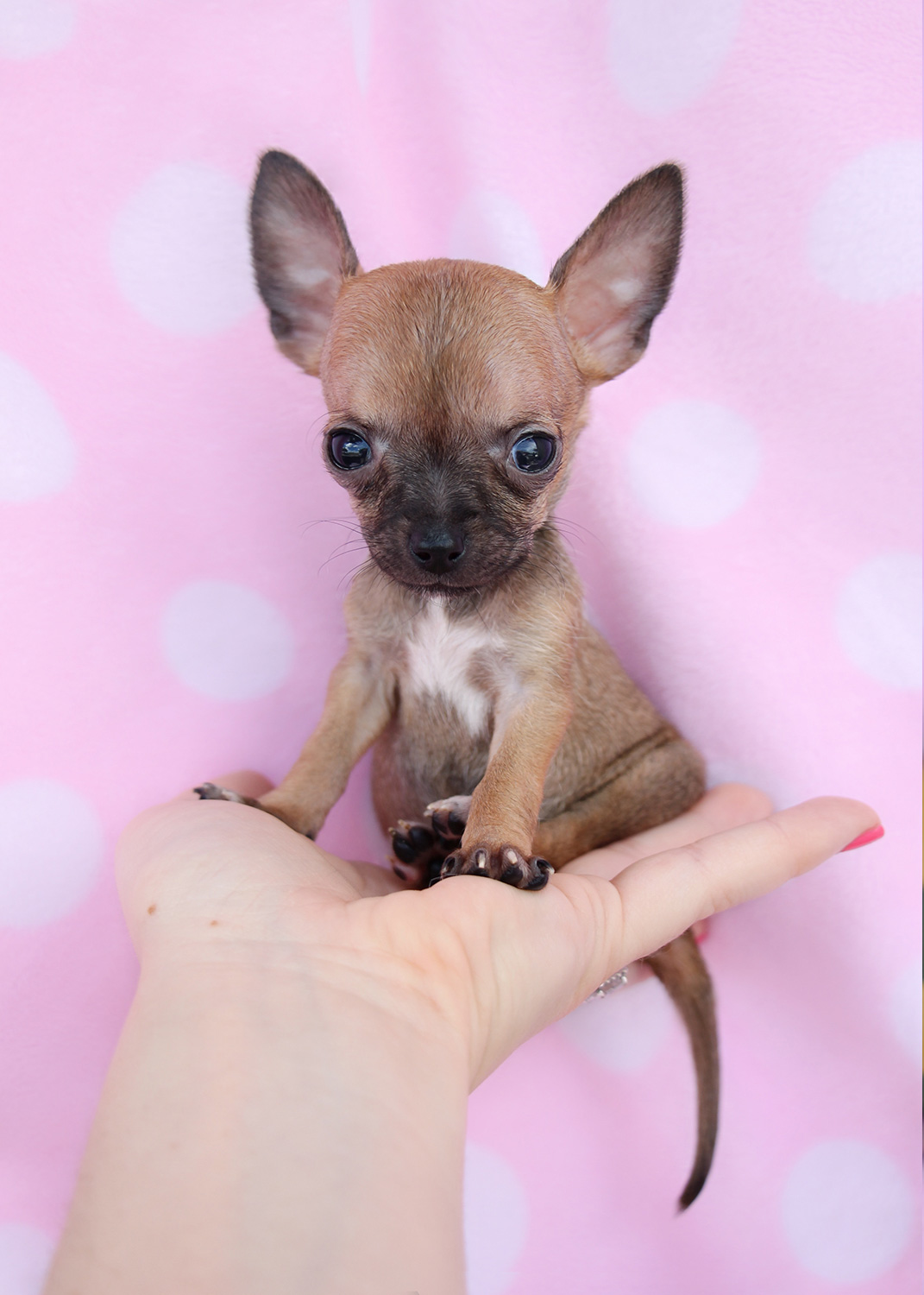 chihuahua toy puppy