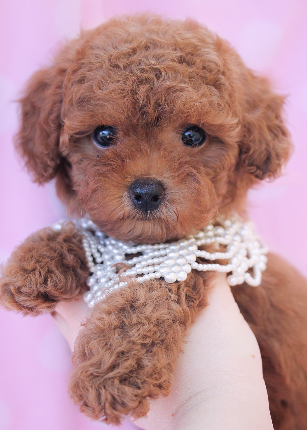 Toy Poodle Puppies For Sale at TeaCups Puppy Boutique of Florida