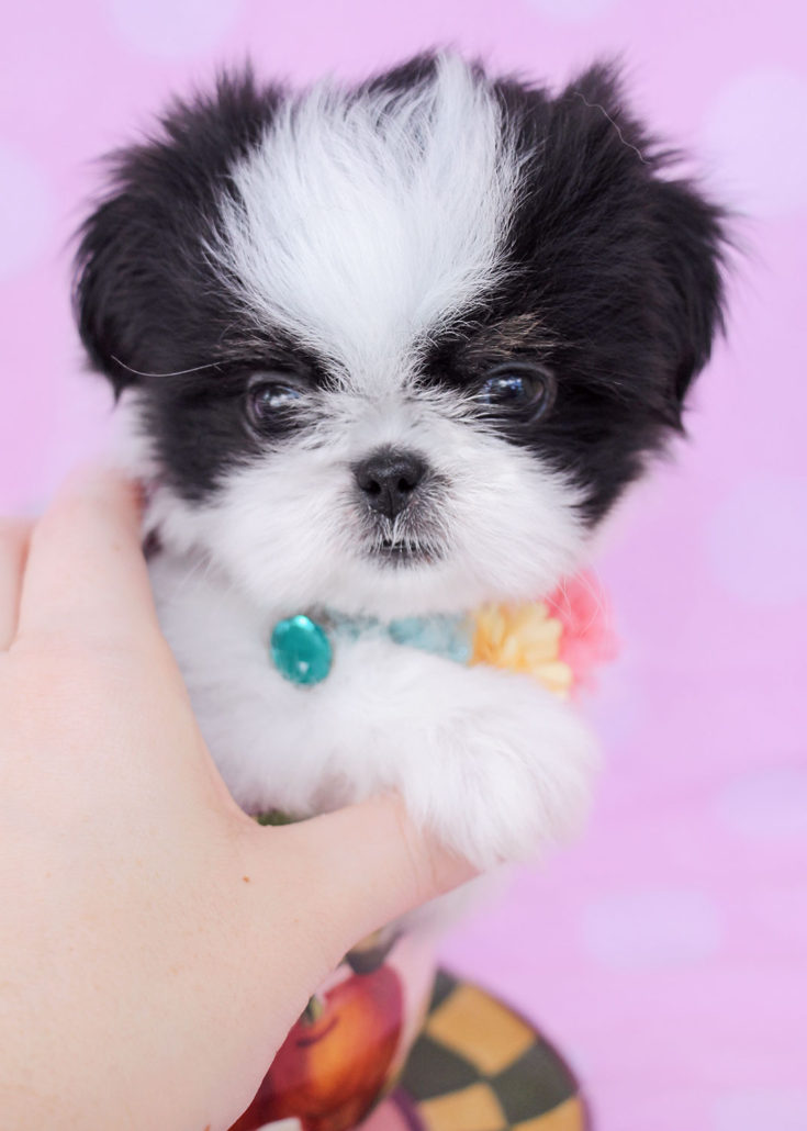 Teacup Puppies by Breed Yorkies, Chihuahuas, Pomeranians, Maltese