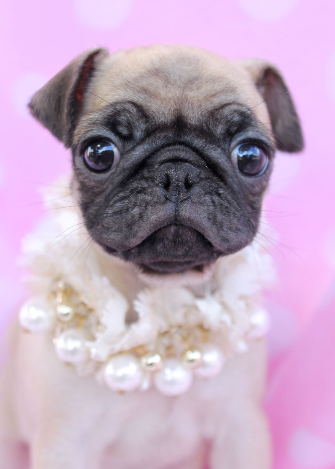 Pug puppies can be intimidating at first, as they seem to small, cute, and ...