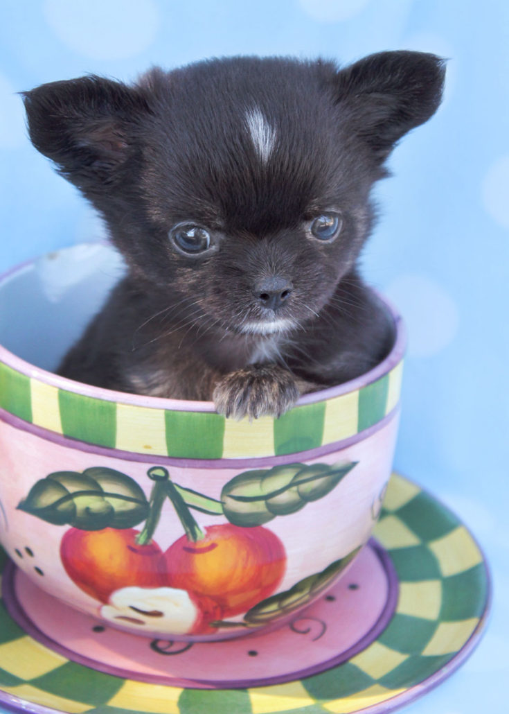 Teacup Puppies by Breed Yorkies, Chihuahuas, Pomeranians, Maltese