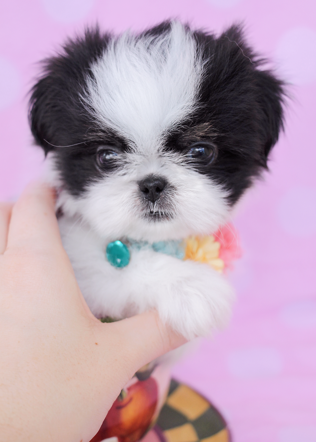 Shih Tzu Puppies For Sale South Florida Teacups Puppies And Boutique