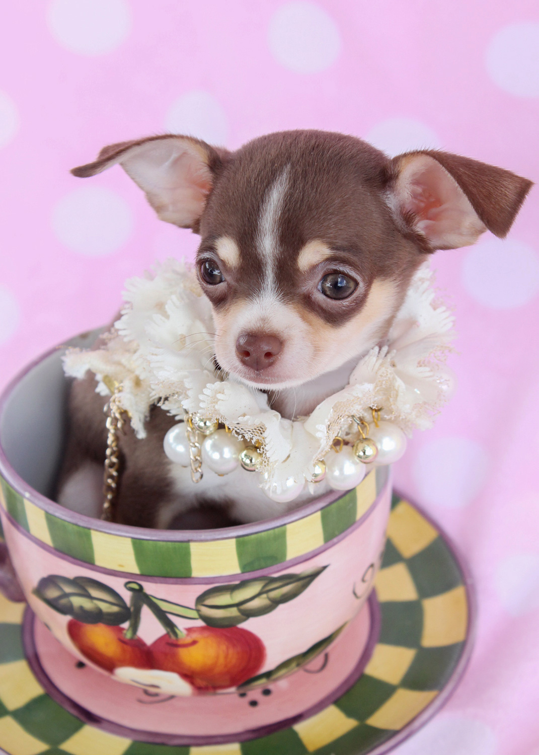 chihuahua toy puppy