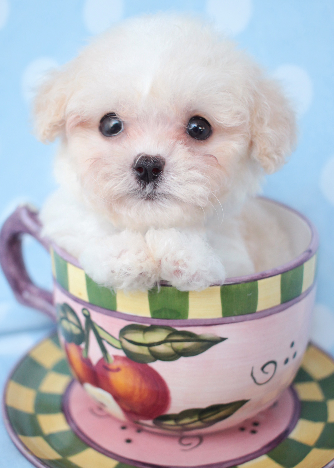 Teacup Puppies For Sale In Florida By Owners