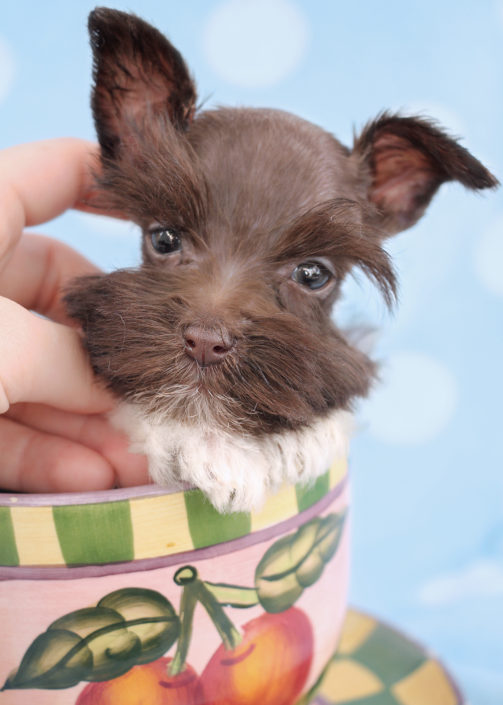 Miniature Mini Schnauzer Puppies For Sale by TeaCups, Puppies