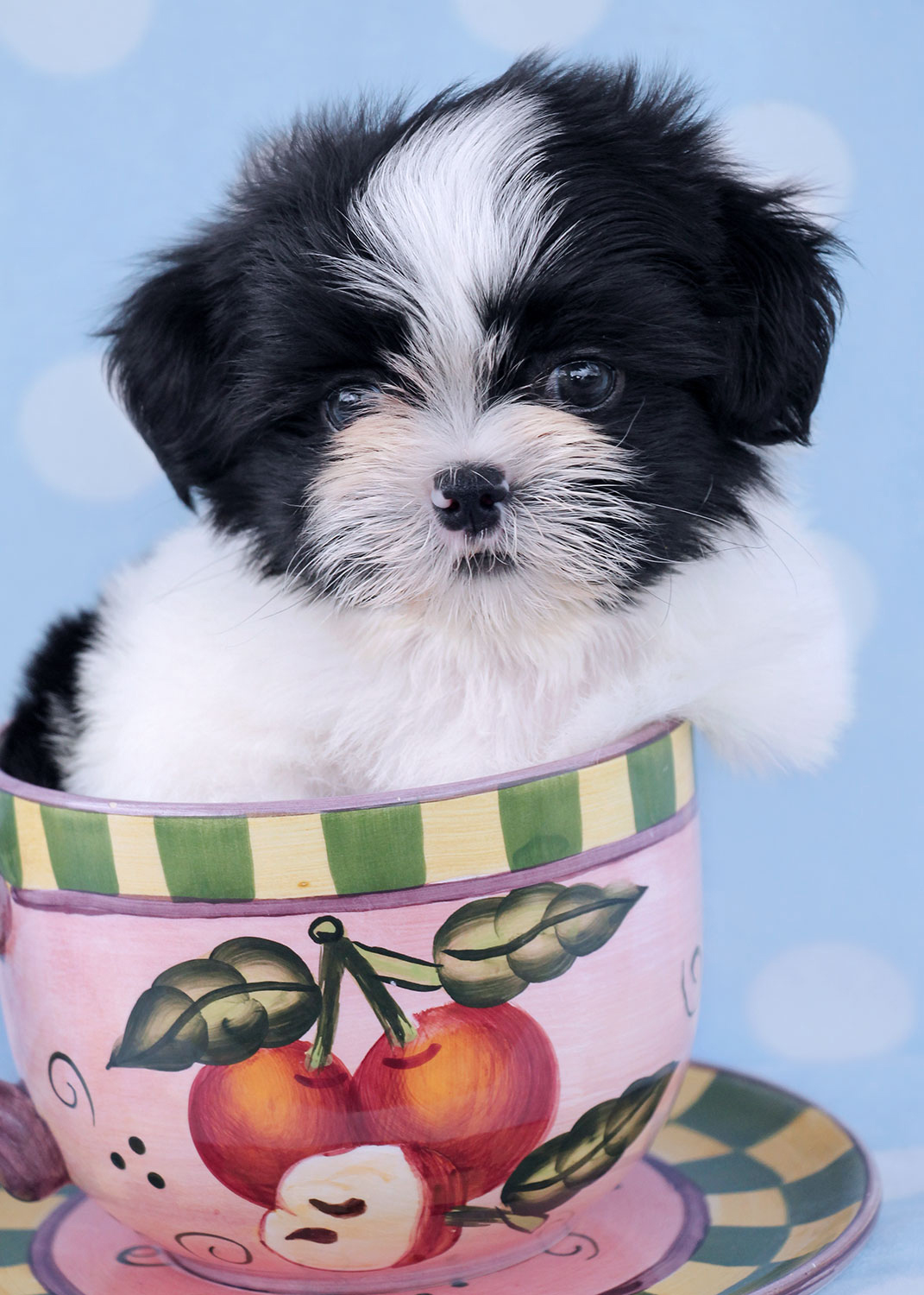 realistic teacup puppies