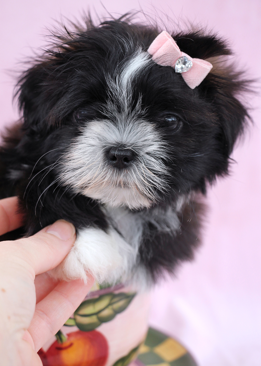 Shih Tzu Puppies For Sale At Teacups In South Florida Teacups Shih Tzu Puppies For Sale At Teacups In South Florida Teacups