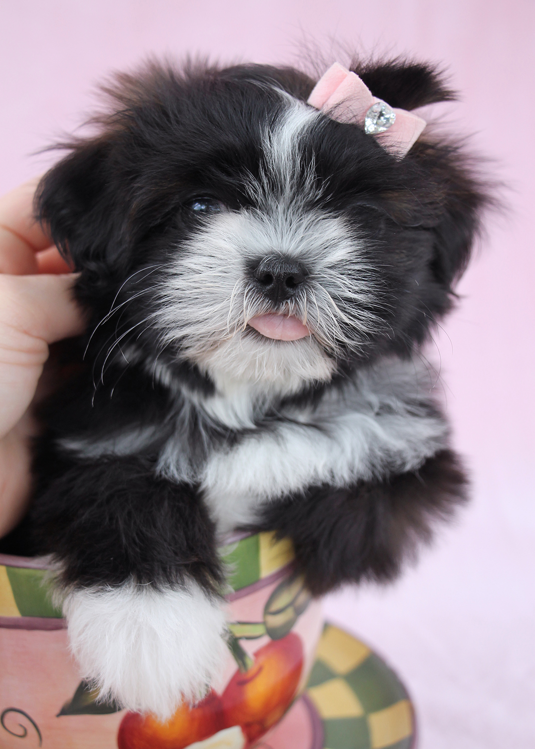 Shih Tzu Puppies For Sale at Teacups in South Florida ...