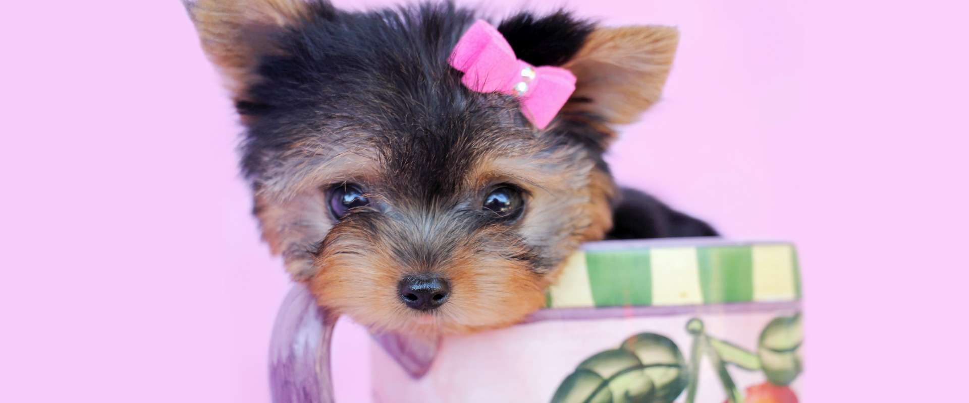 Teacup Puppies For Sale at TeaCups, Puppies and Boutique