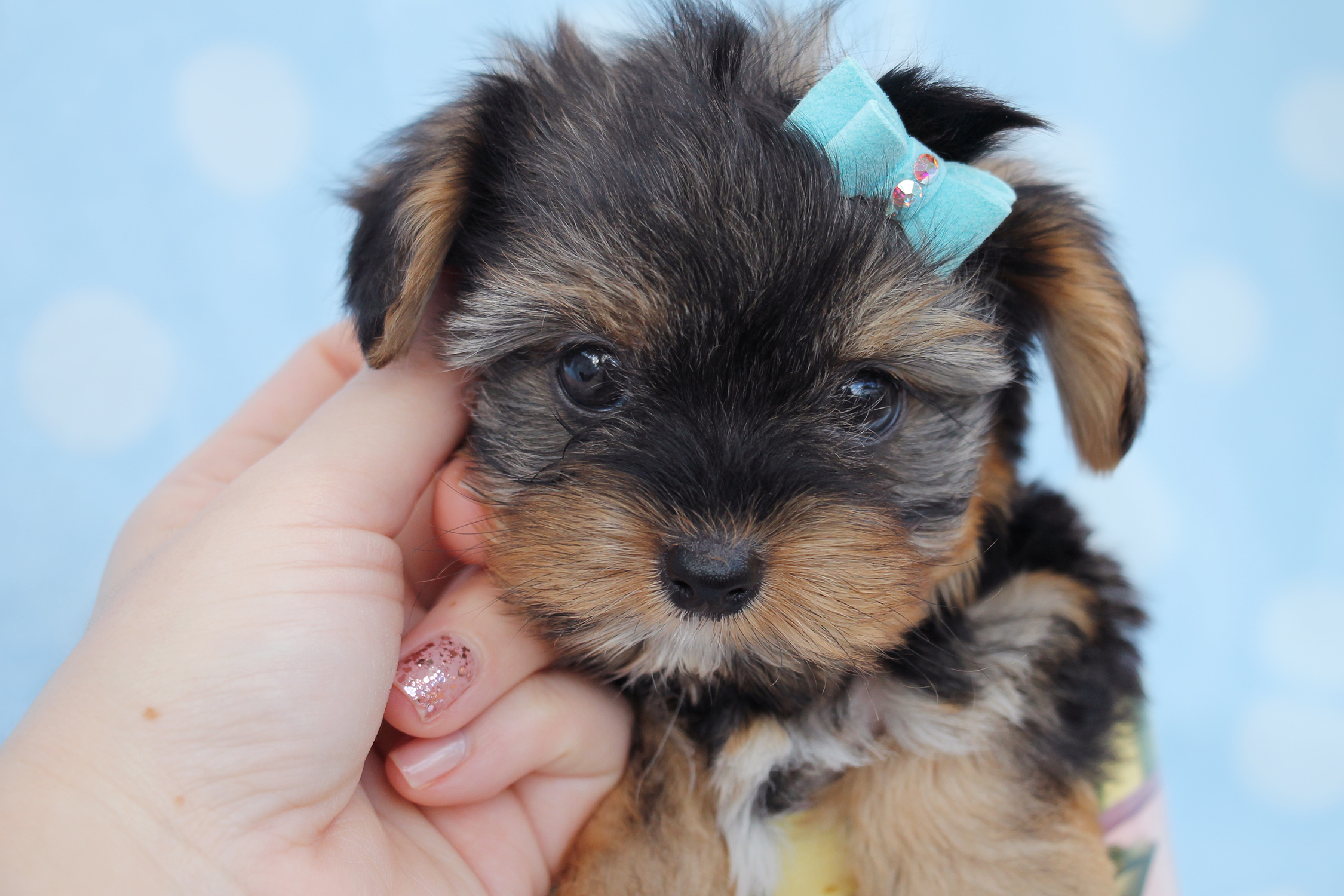 teacup yorkies south florida yorkie puppies for sale south florida at teacups puppies boutique breeds picture teacup yorkies south florida yorkie puppies for sale south florida at teacups puppies boutique breeds picture
