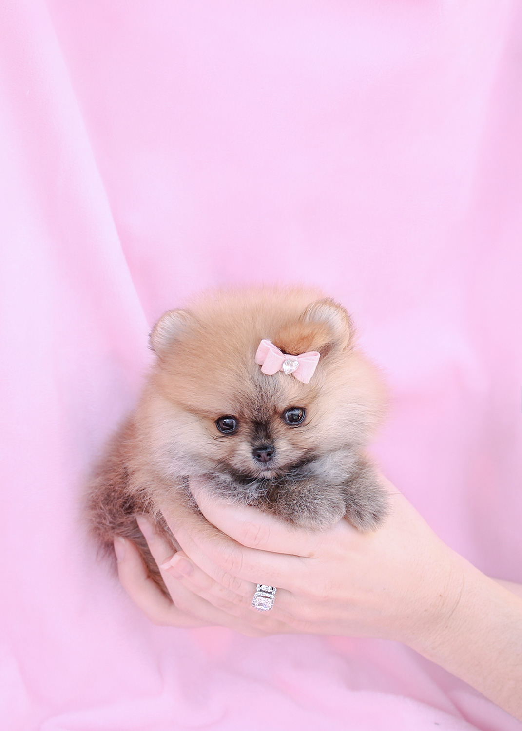 teacup-pomeranian-puppy-and-pomeranian-puppies-at-teacups-puppies-of