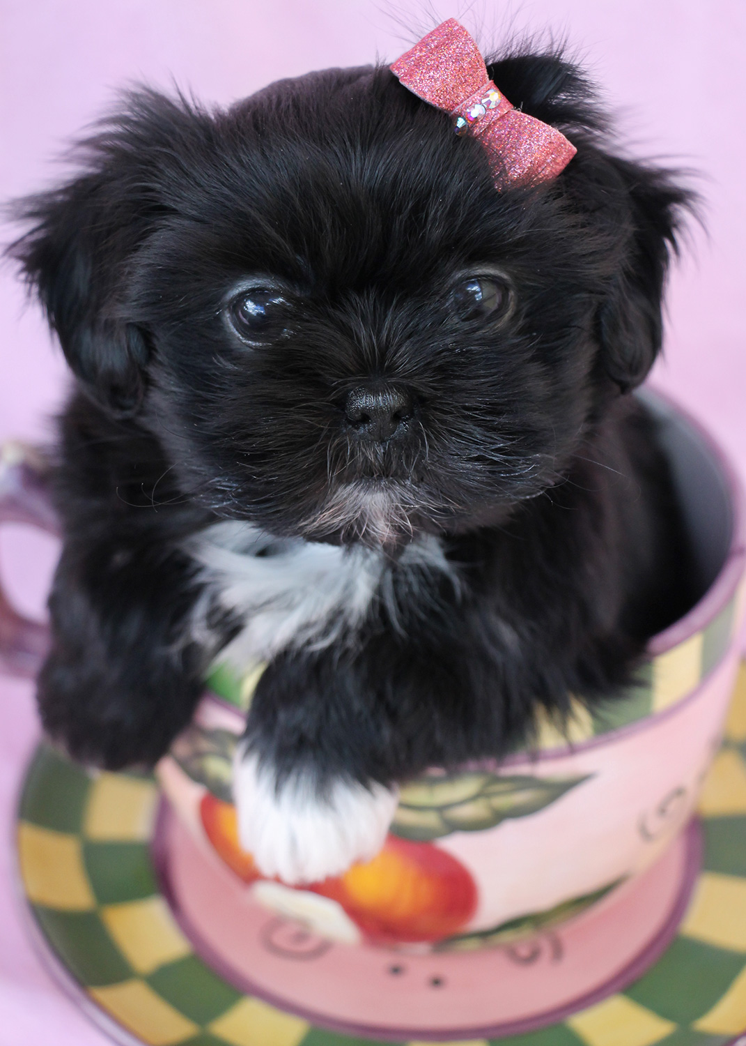 Shih Tzu Puppies For Sale Teacups Puppies Boutique Shih Tzu Puppies For Sale Teacups Puppies Boutique