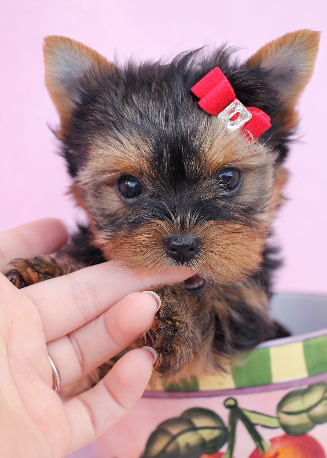 Teacup Yorkie Puppies For Sale Photos All