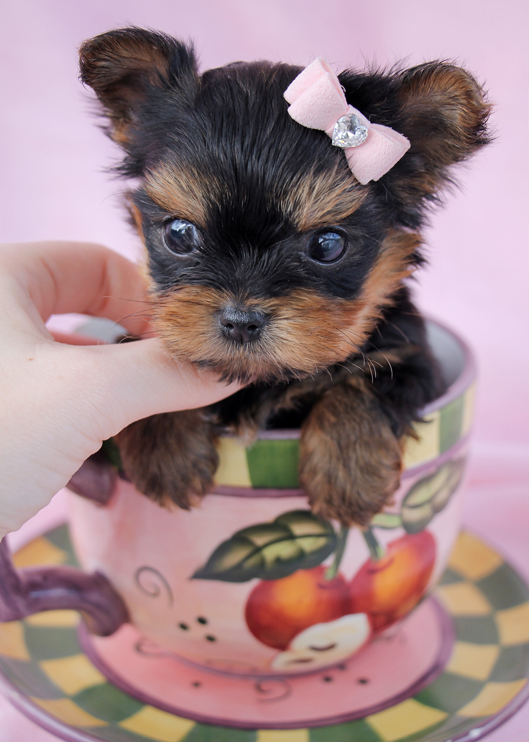 Chocolate Yorkie Puppies at TeaCups Puppies Teacups, Puppies & Boutique