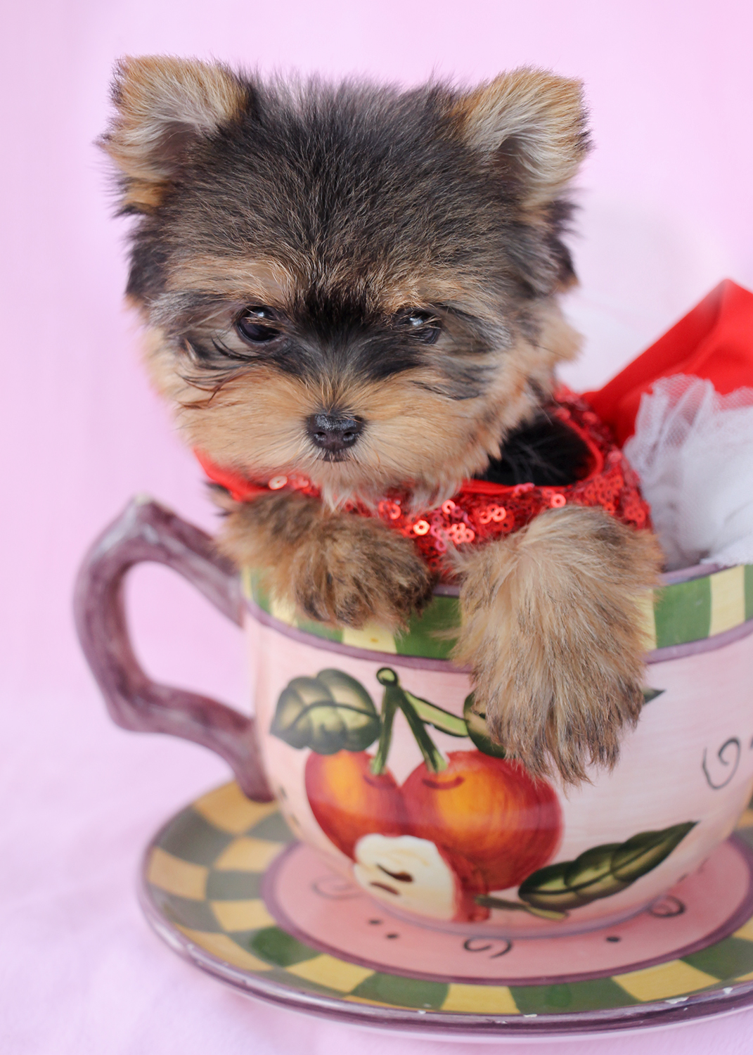 Teacup Yorkie For Sale in South Florida Teacups, Puppies & Boutique