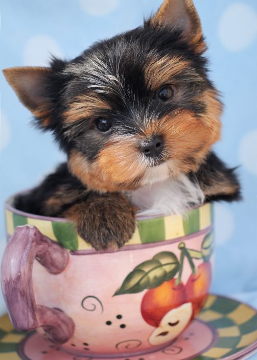 Teacup Yorkies For Sale by TeaCups Puppy Boutique Teacups, Puppies
