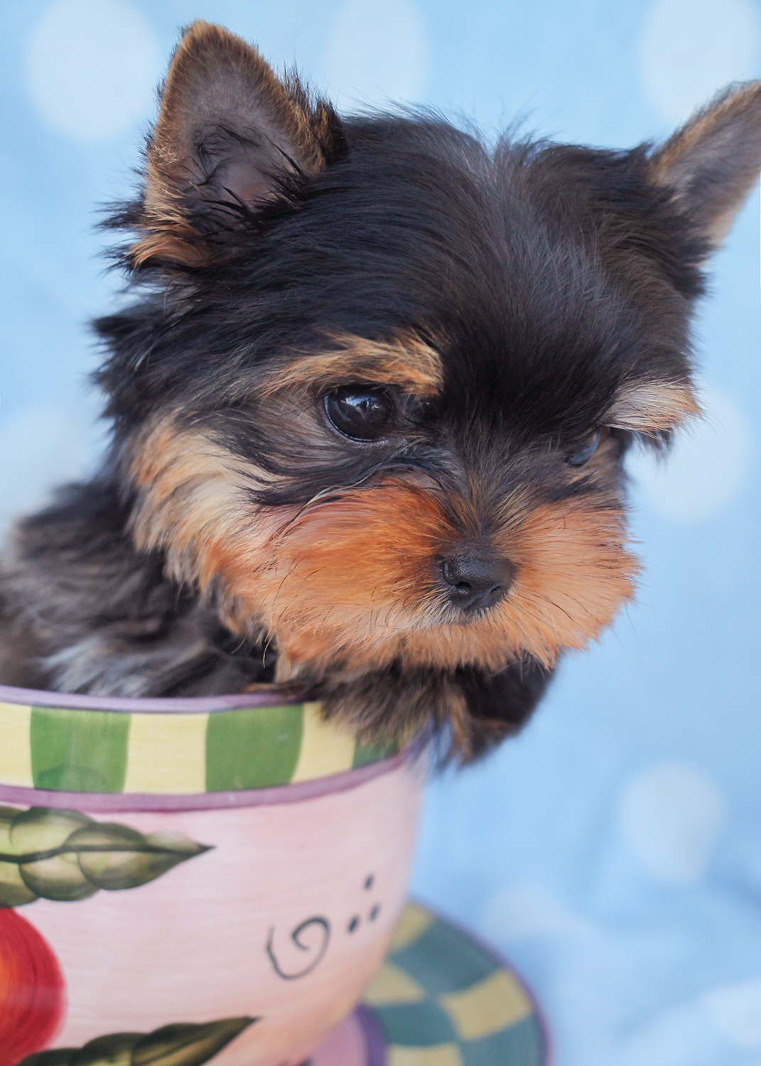 Yorkie Puppies For Sale In Florida