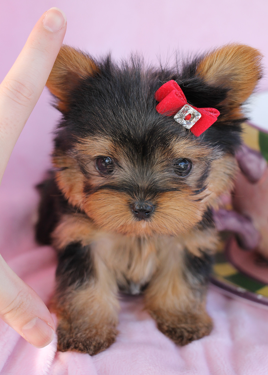 Delightful Teacup Yorkshire \u0026quot;Yorkie\u0026quot; Terrier Puppies for ...