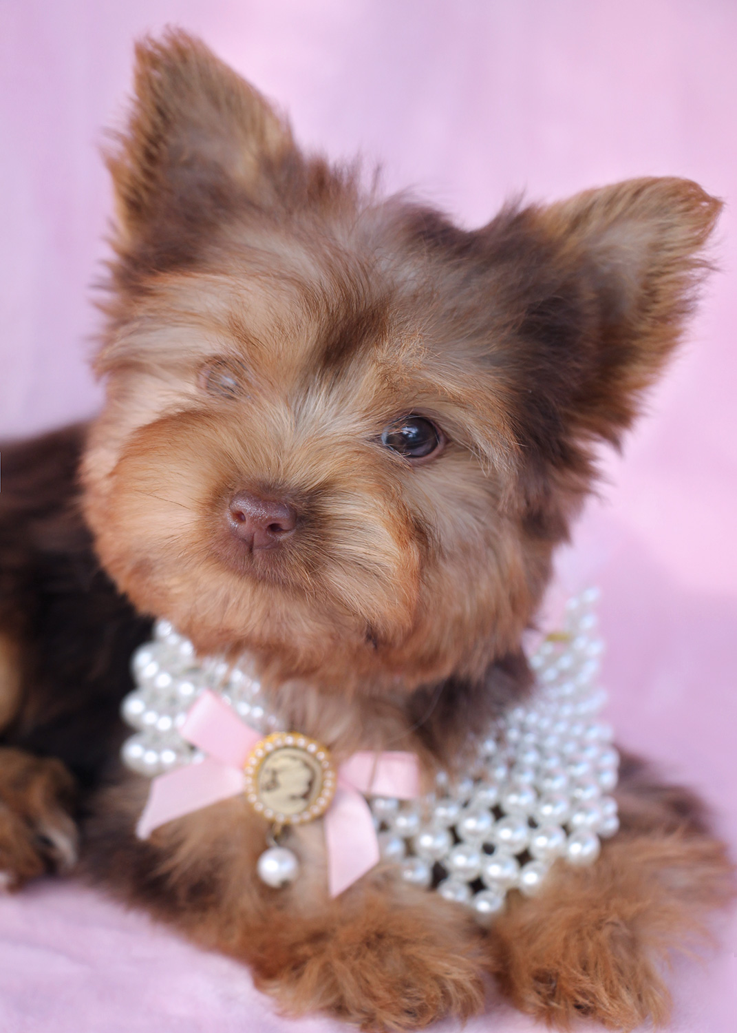 Gorgeous Teacup Yorkshire Yorkie Terrier Puppies for Sale | Teacups 