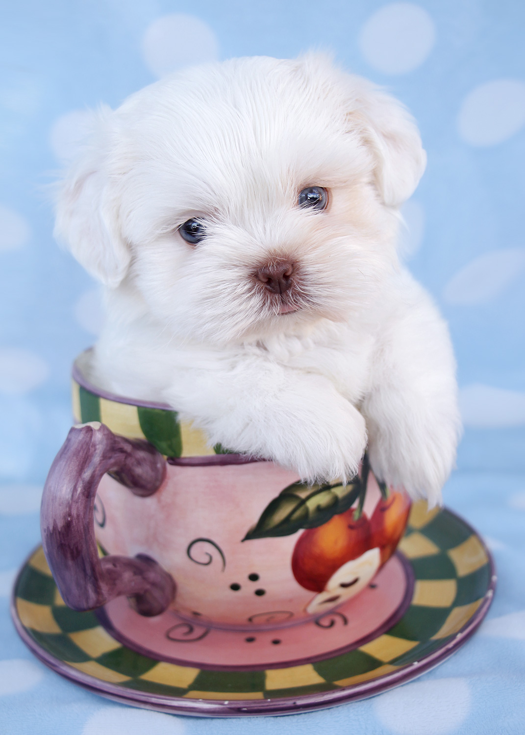 teacup puppies for sale in florida teacup maltese and maltese puppies for sale in south florida design bild teacup puppies for sale in florida teacup maltese and maltese puppies for sale in south florida design bild