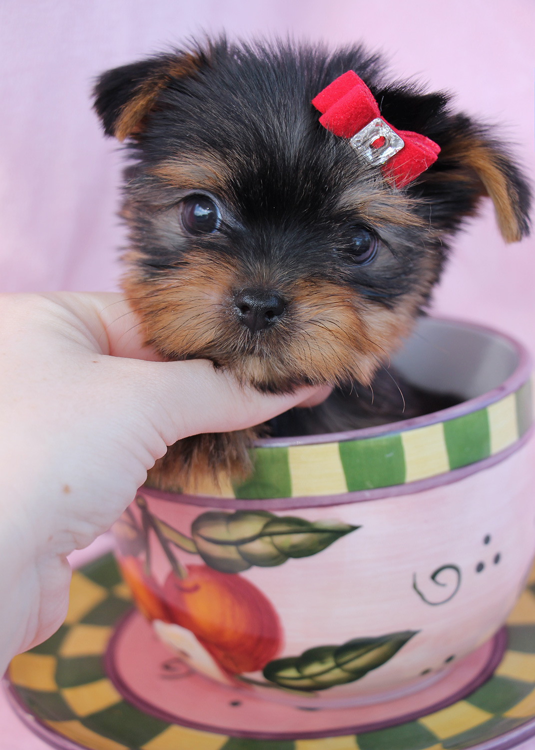 Charming Little Shih Tzu Puppies for Sale Teacups, Puppies & Boutique