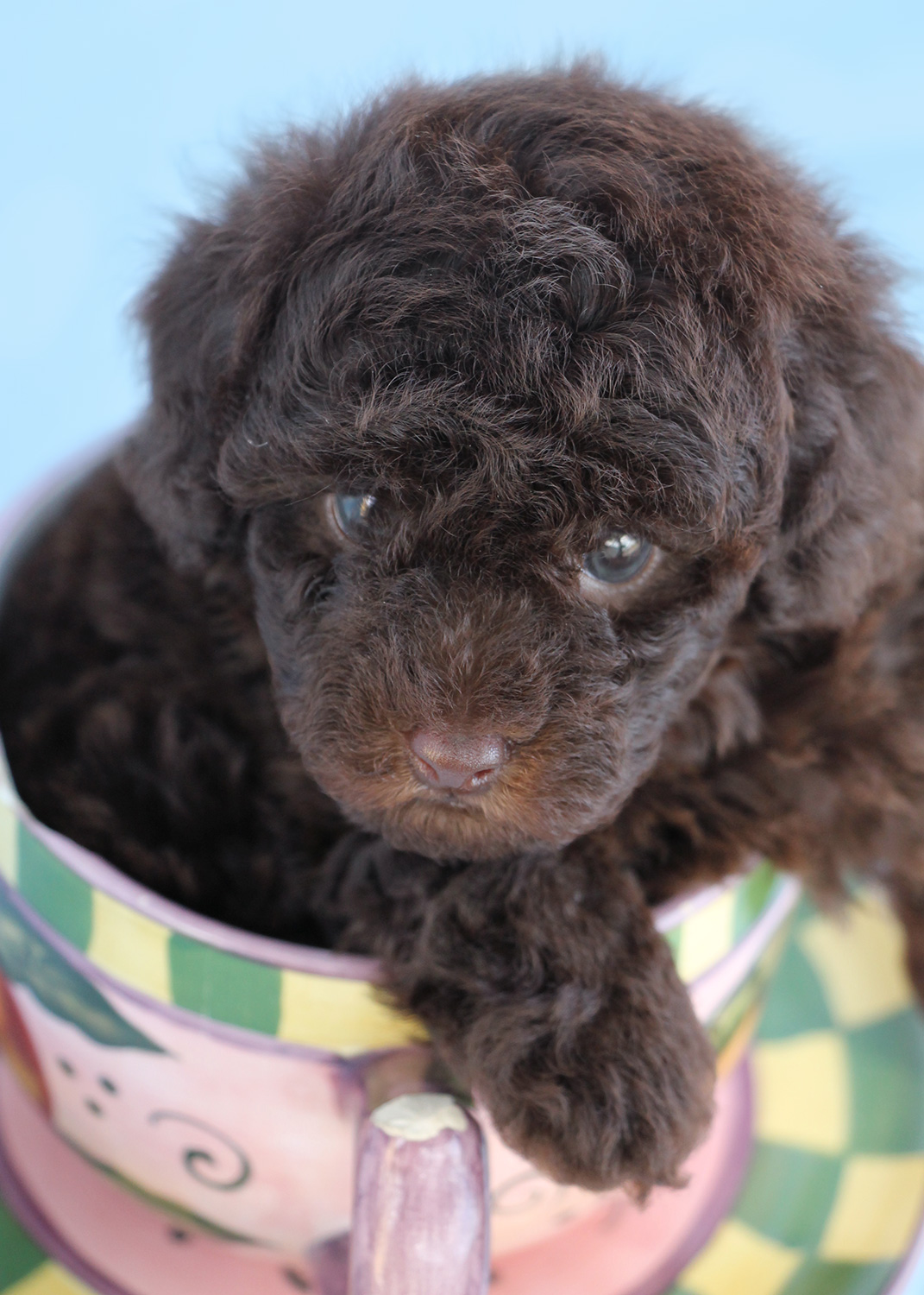 Toy Poodle Puppies South Florida For Sale Teacups, Puppies & Boutique