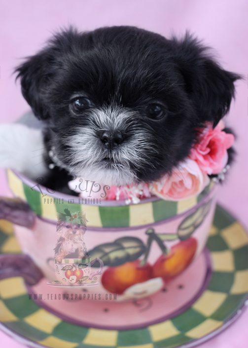 teacup shih tzu puppies for sale imperial shih tzu puppies for sale by teacups puppies boutique teacups puppies teacup shih tzu puppies for sale imperial shih tzu puppies for sale by teacups puppies boutique teacups puppies