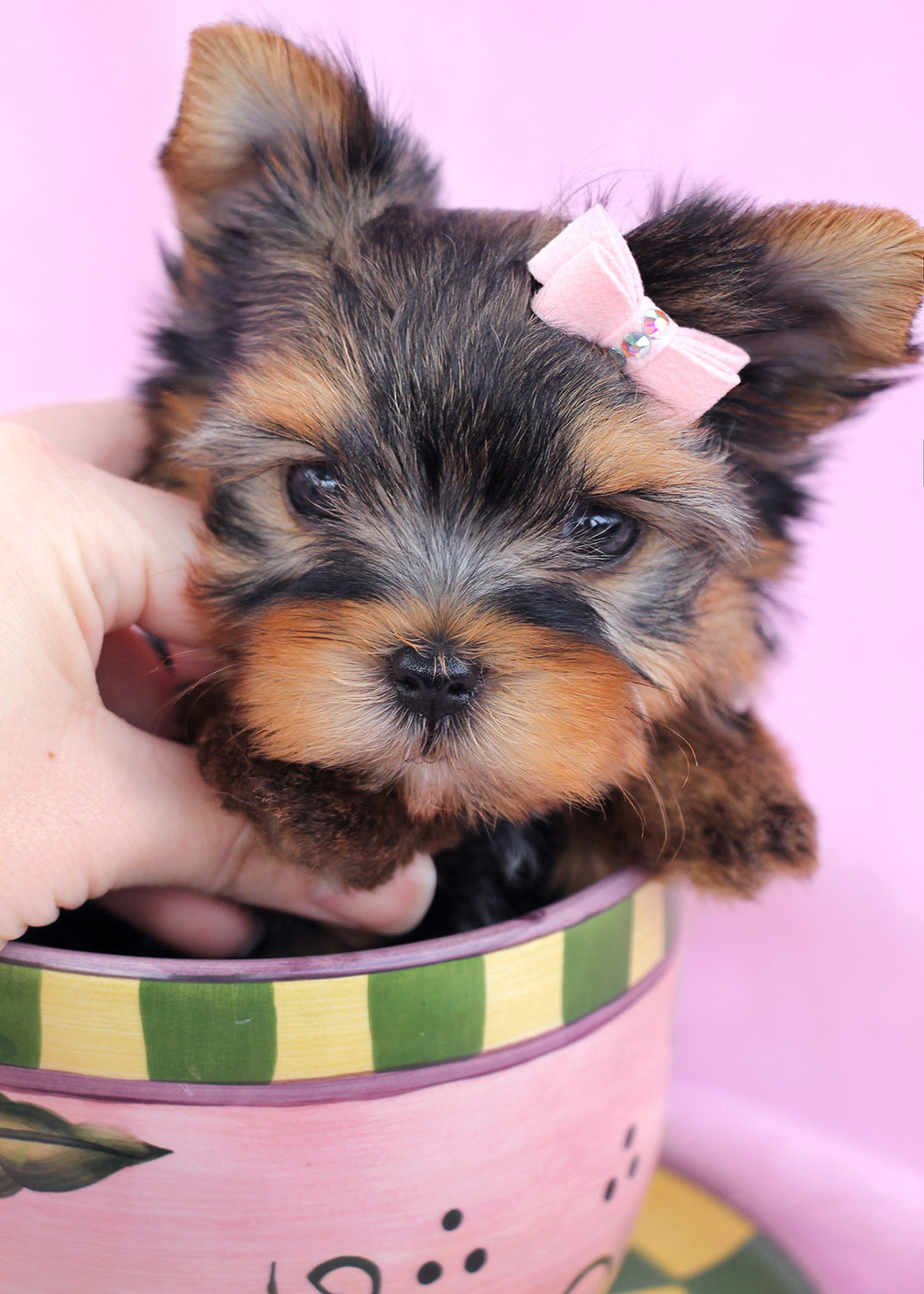 Adorable Teacup Yorkie Puppies for Sale | Teacups, Puppies ...