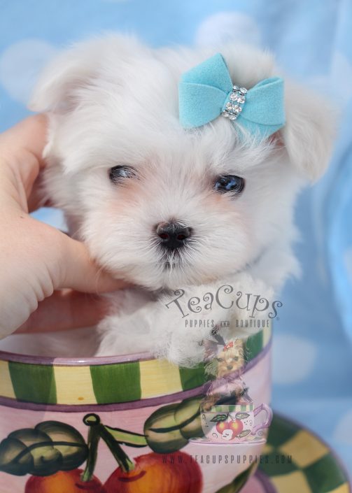 How can you adopt a Teacup Maltese puppy for free?