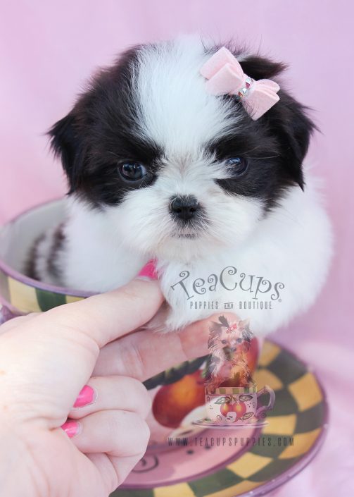 shih tzu puppies for sale in idaho imperial shih tzu puppies for sale by teacups puppies boutique teacups puppies shih tzu puppies for sale in idaho imperial shih tzu puppies for sale by teacups puppies boutique teacups puppies