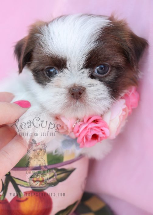 shih tzu puppies for sale in idaho imperial shih tzu puppies for sale by teacups puppies boutique teacups puppies shih tzu puppies for sale in idaho imperial shih tzu puppies for sale by teacups puppies boutique teacups puppies