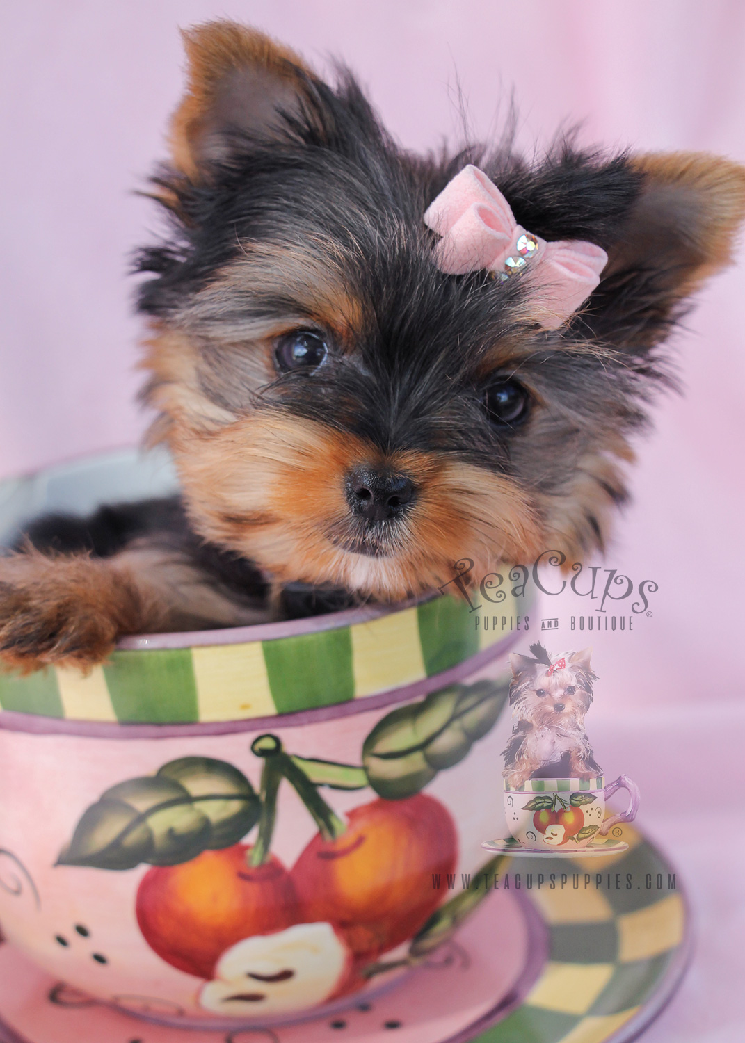 Darling Teacup Yorkie Puppies for Sale Teacups, Puppies Darling Teacup Yorkie Puppies for Sale Teacups, Puppies