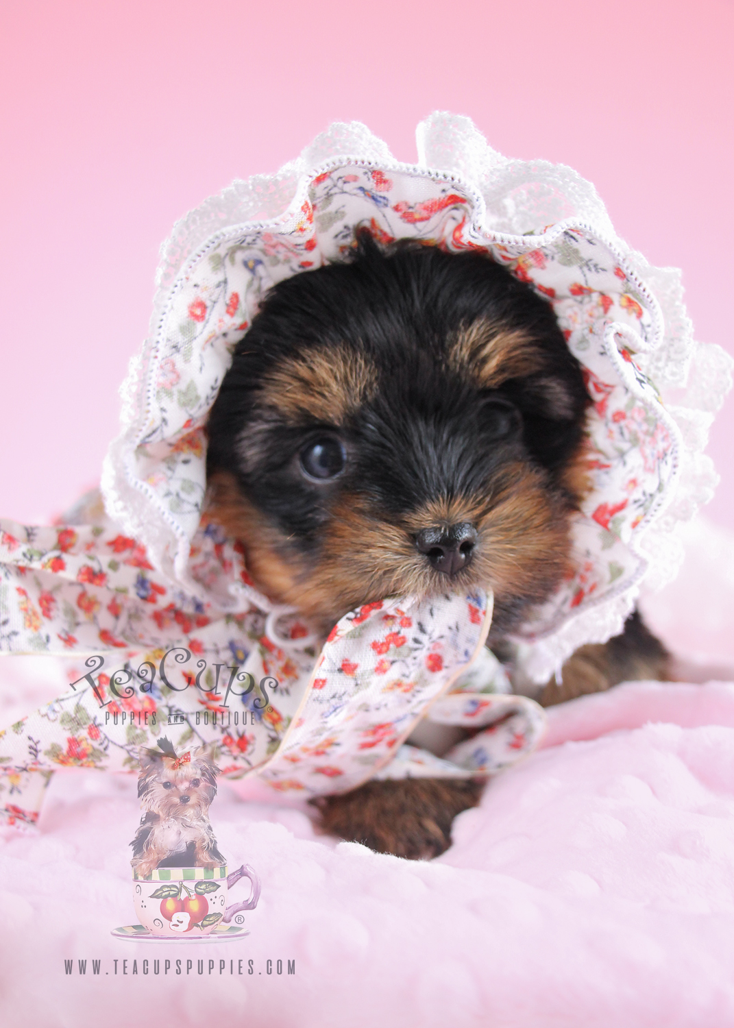 tiny yorkie puppies for sale in florida teacup yorkie puppies for sale at teacups puppies boutique together breeds picture tiny yorkie puppies for sale in florida teacup yorkie puppies for sale at teacups puppies boutique together breeds picture