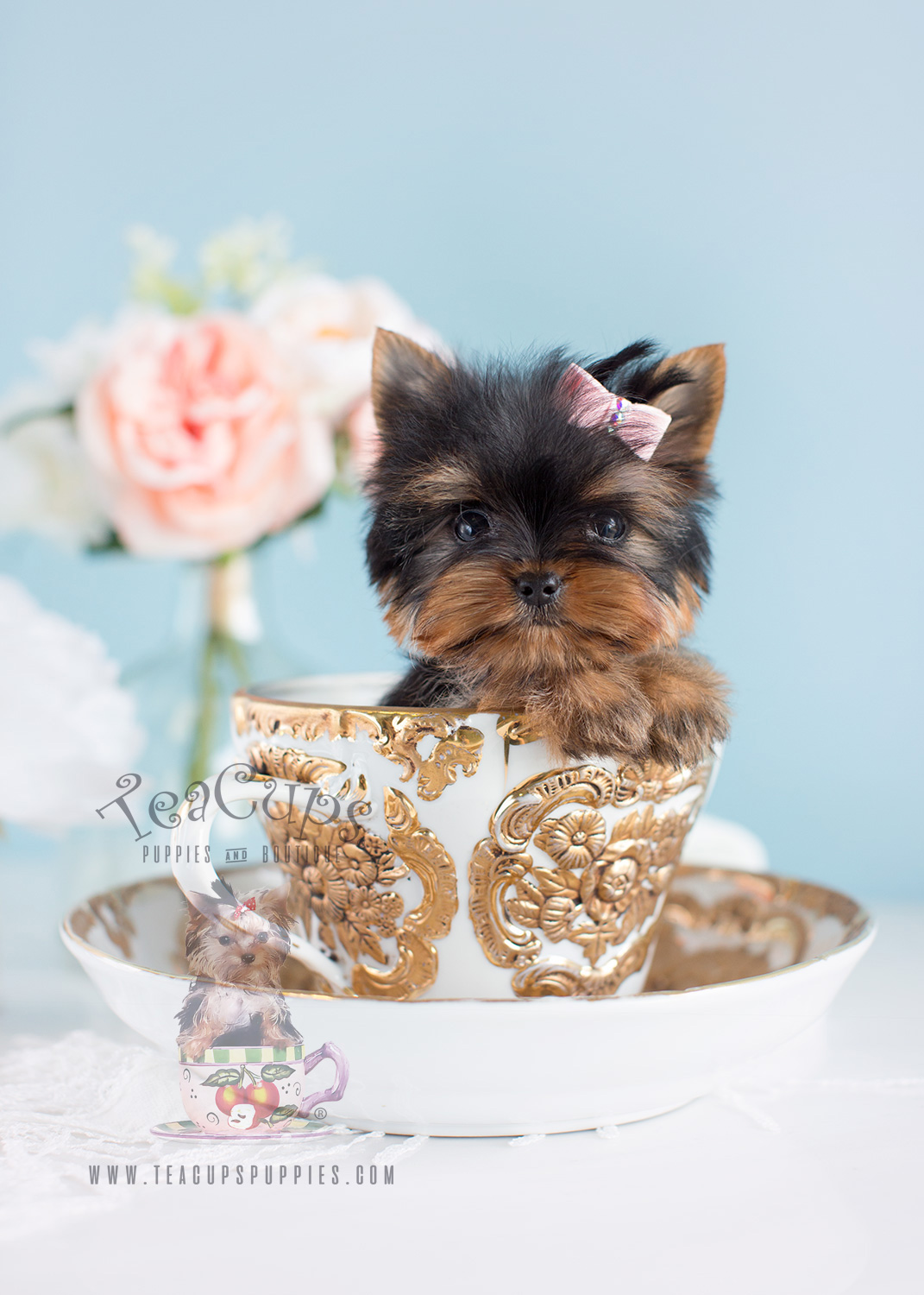 Cute Little Yorkie Puppies South Florida Teacups, Puppies & Boutique