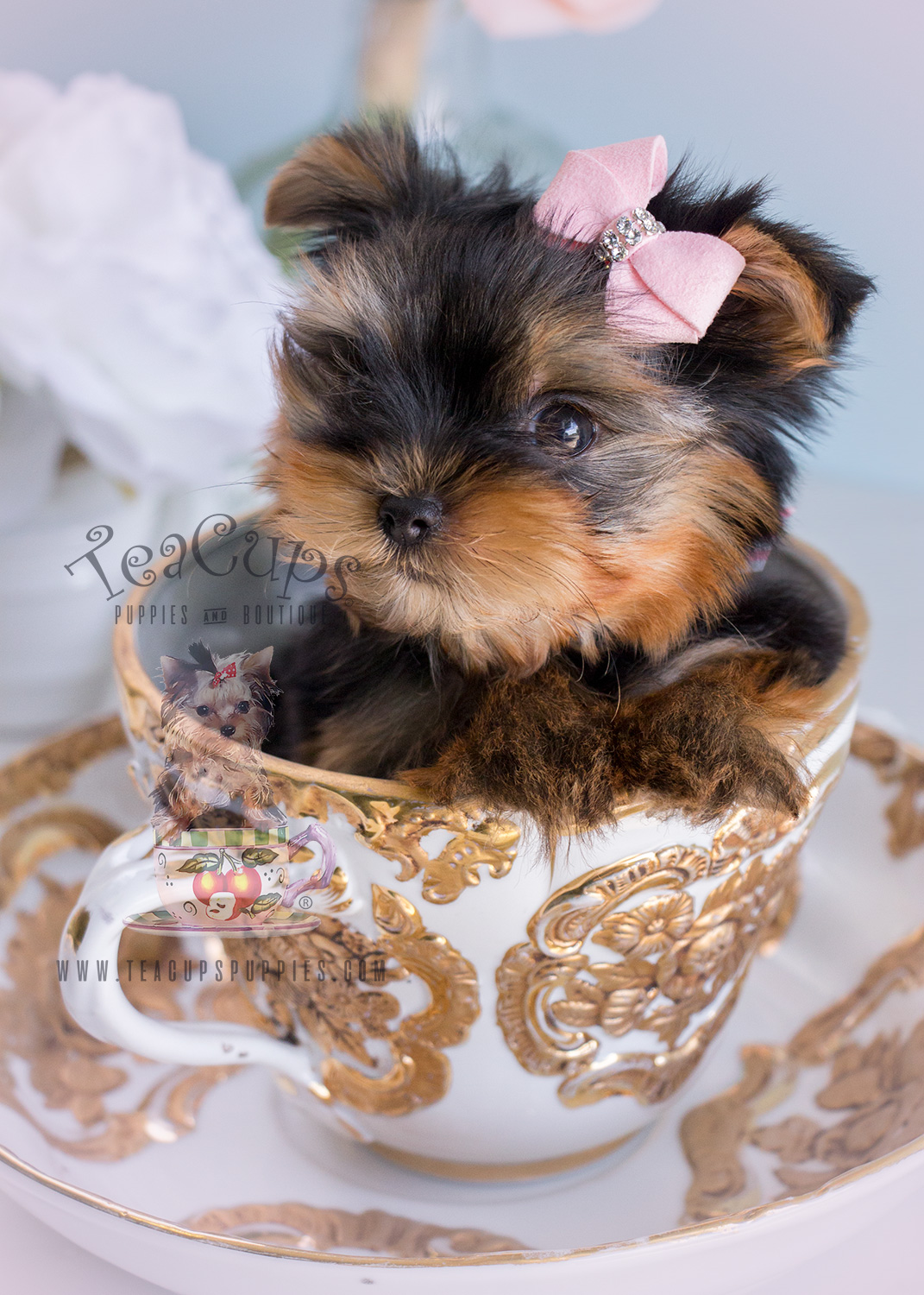 yorkie puppies for sale