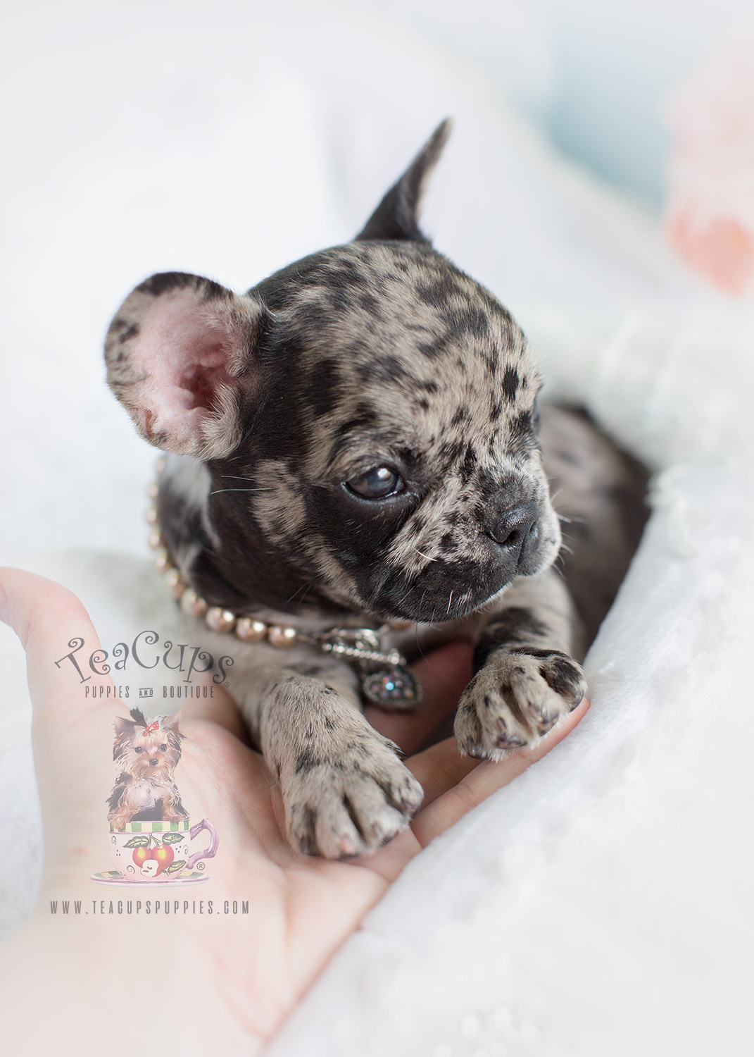 Merle Frenchie for Sale at Teacups Puppies and Boutique! | Teacups