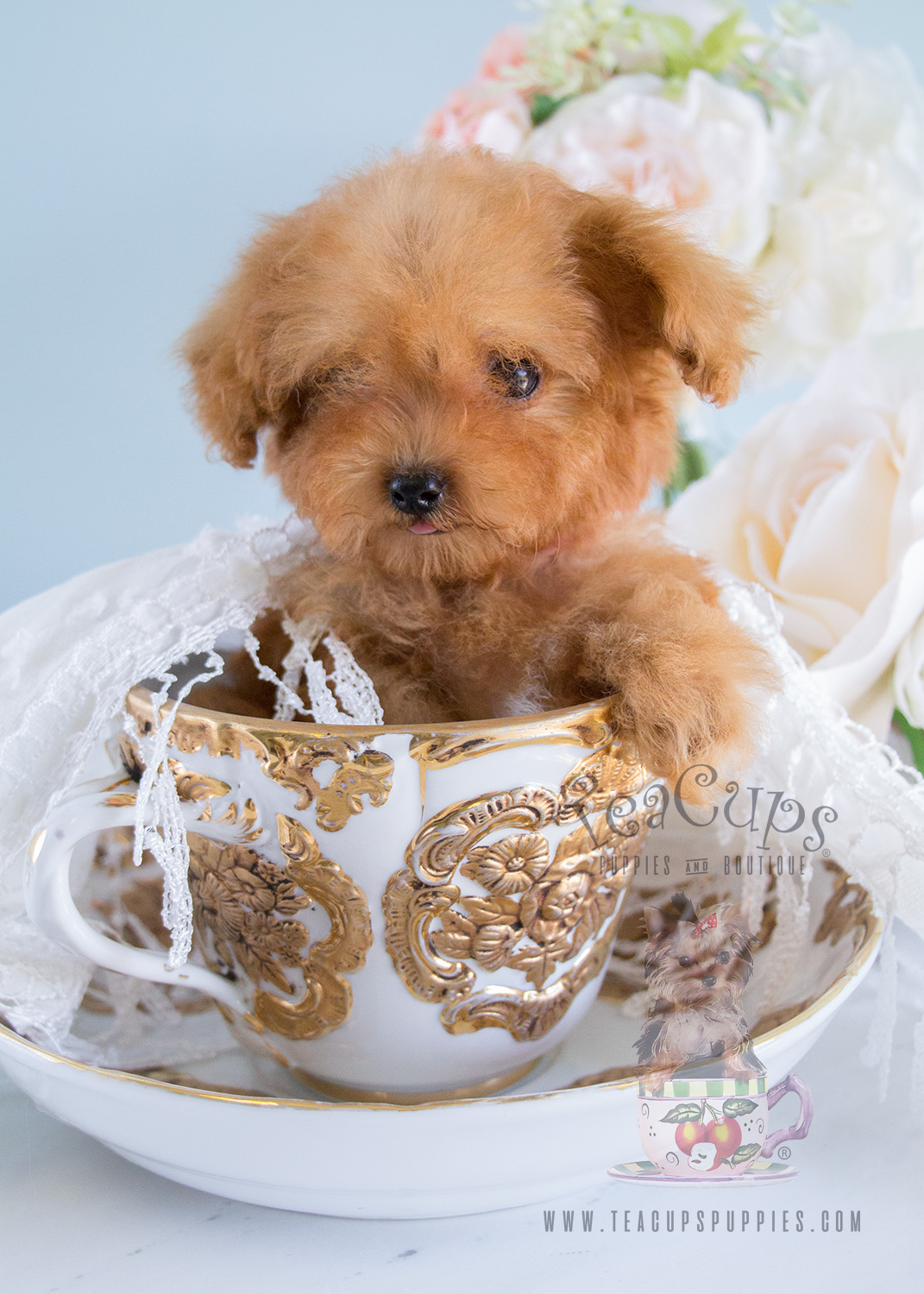 Red Toy Poodle Puppies In South Florida Teacups Puppies And Boutique