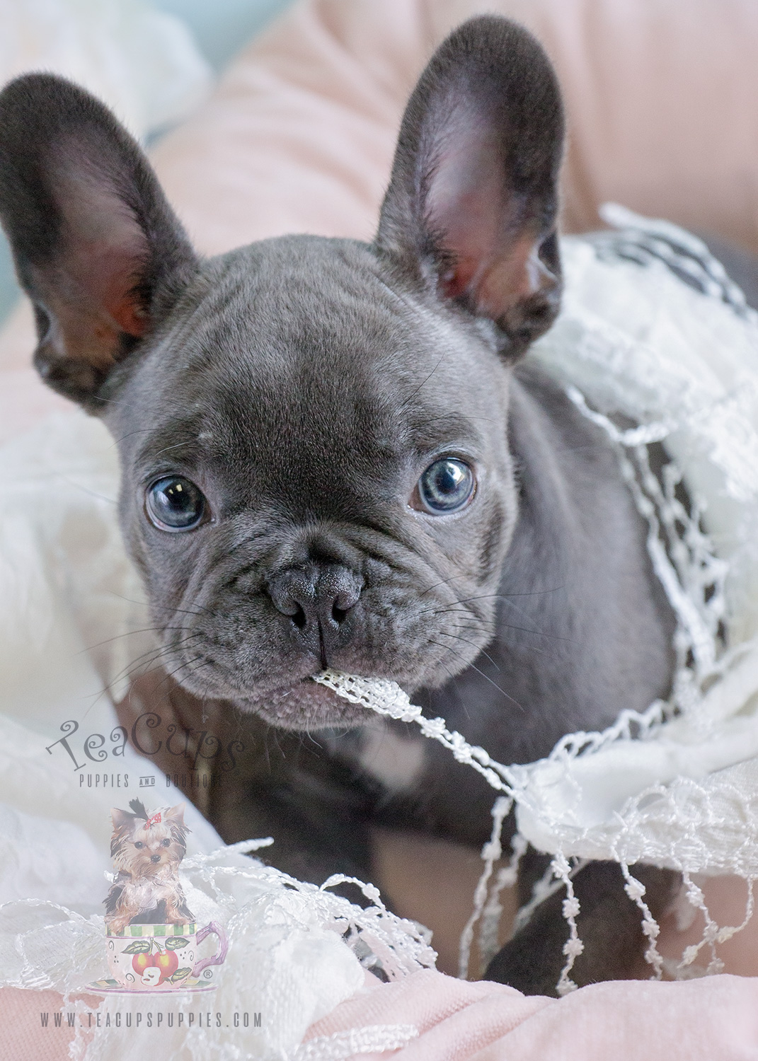 Blue Female Frenchie Puppies For Sale In Davie Florida Teacups 