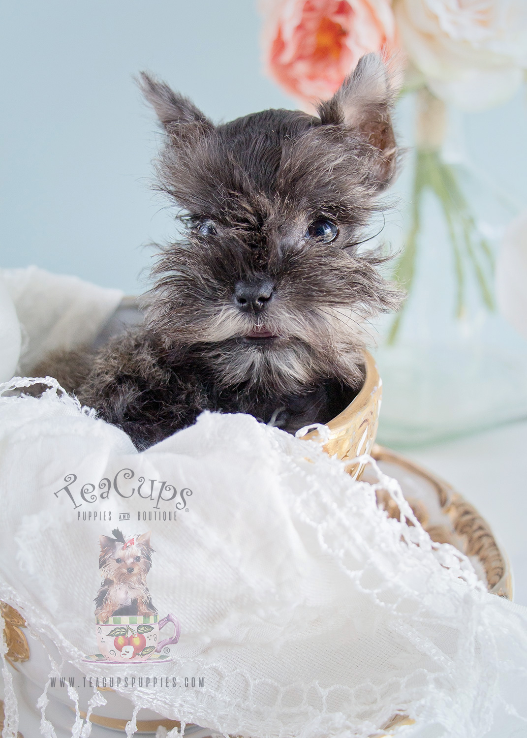 Schnauzer Puppies For Sale at Teacups, Puppies & Boutique Teacups