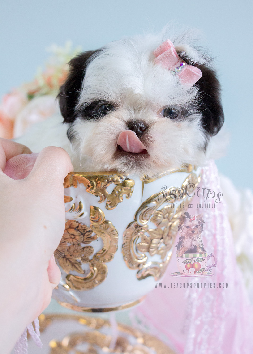 Baby Shih Tzu Puppies For Sale Davie Teacups  Puppies Boutique