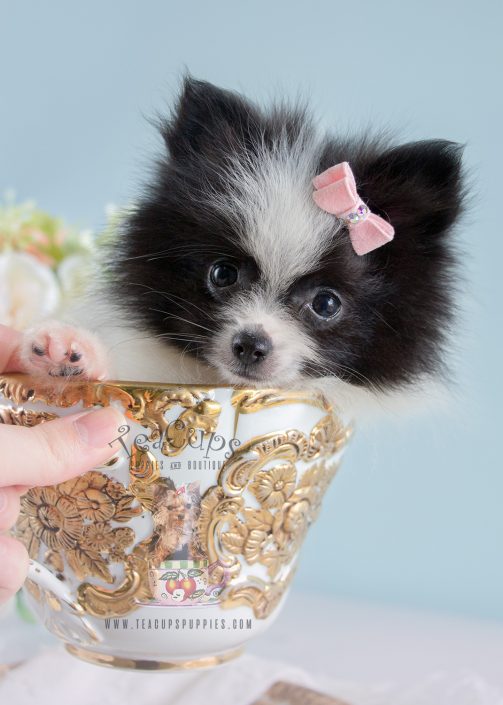 teacup pomeranian puppies for sale in miami pomeranian puppies for sale in south florida teacup pomeranians for breeds picture teacup pomeranian puppies for sale in miami pomeranian puppies for sale in south florida teacup pomeranians for breeds picture