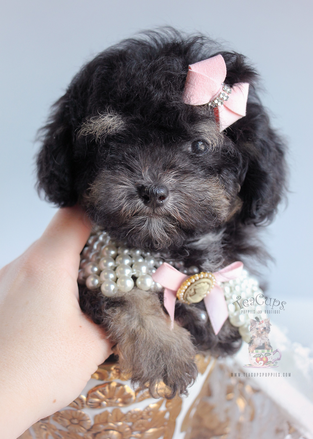 For Sale 243 Teacup Puppies Black Poodle Puppy Teacups, Puppies
