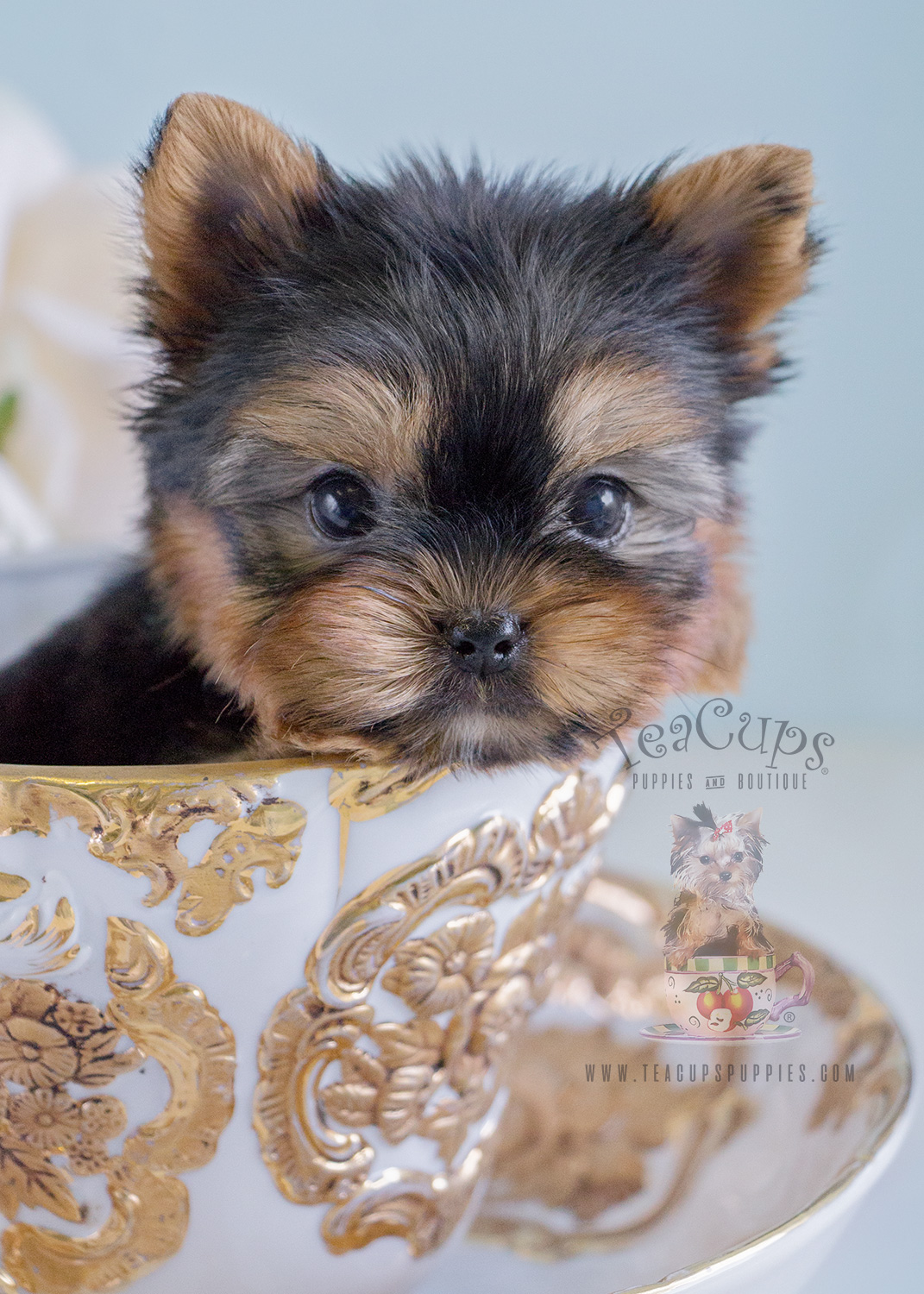 yorkie puppy for sale adorable yorkie puppy for sale in broward county teacups puppies boutique yorkie puppy for sale adorable yorkie puppy for sale in broward county teacups puppies boutique