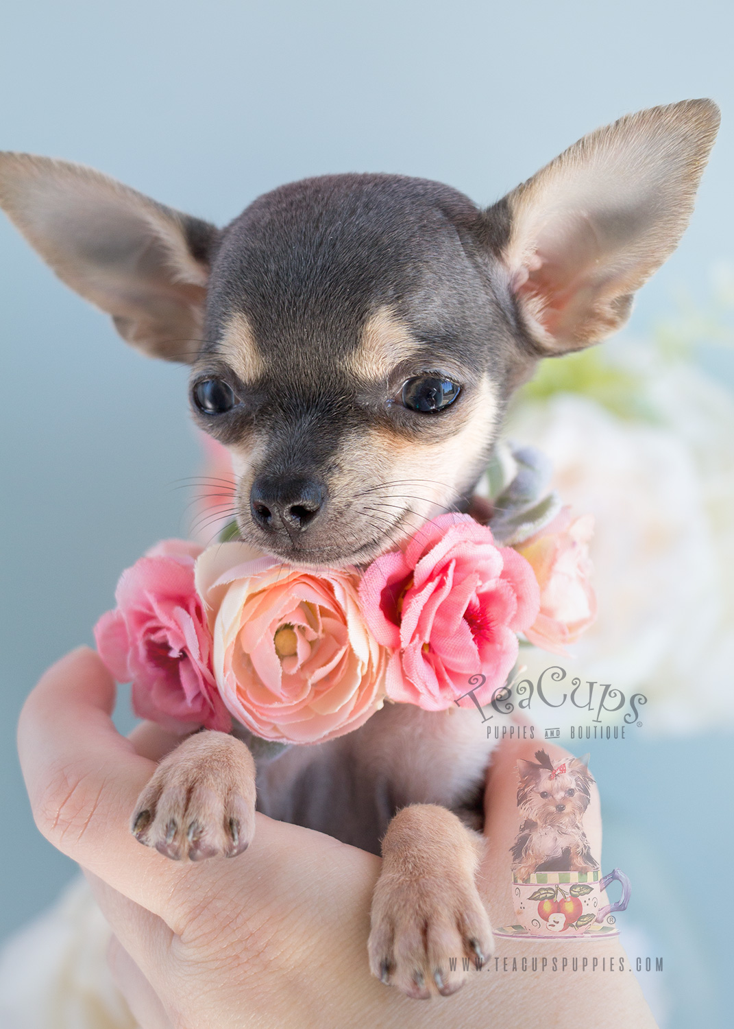 Blue Chihuahua Puppies | Teacups, Puppies & Boutique